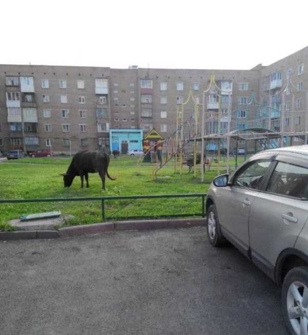 only in russia 26 1