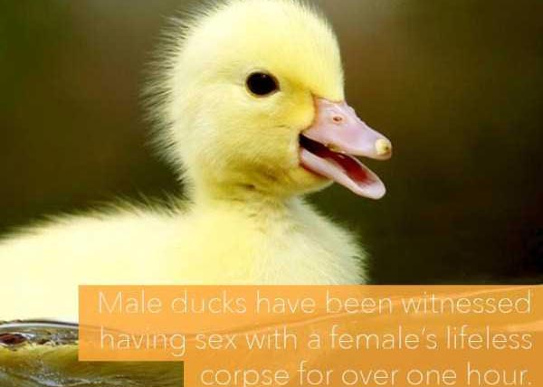 24 Horrific Animal Facts That Will Ruin Your Good Mood (24 photos)