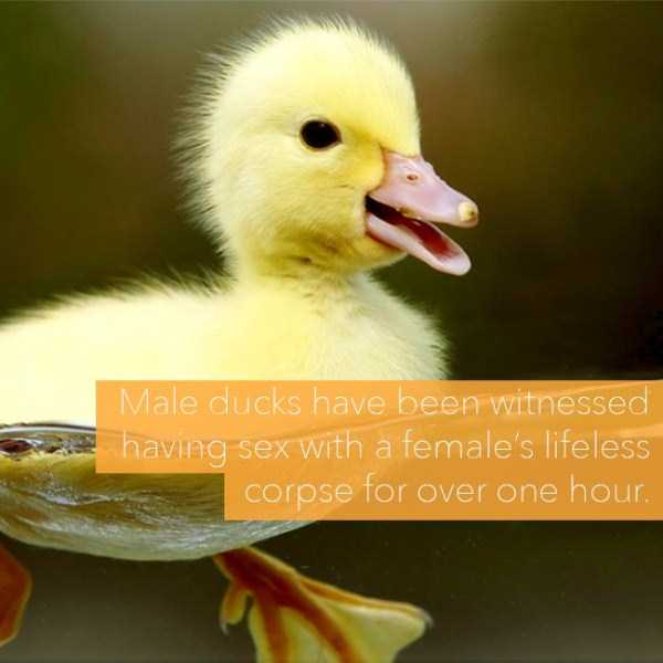 24 Horrific Animal Facts That Will Ruin Your Good Mood (24 photos)