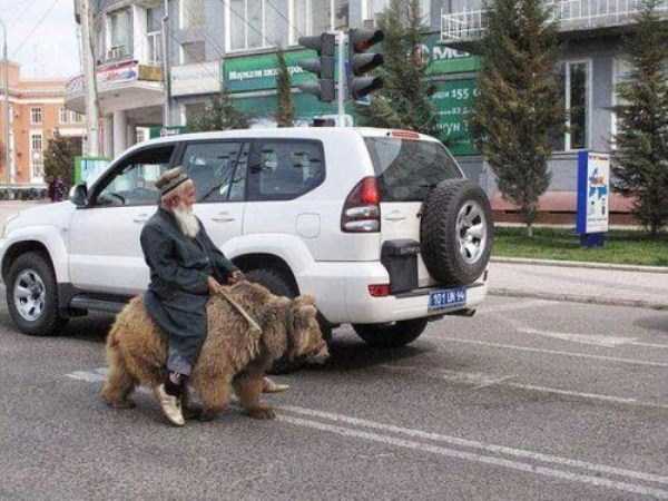 Bears are Just an Ordinary Pets in Russia (37 photos)