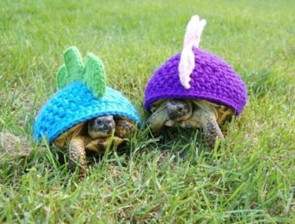Adorable Animals Wearing Sweaters (35 photos)