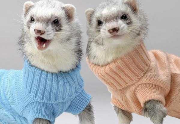 Adorable Animals Wearing Sweaters (35 photos)