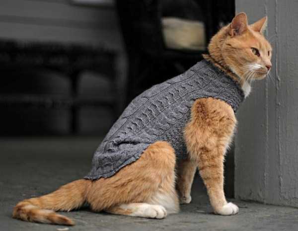 Adorable Animals Wearing Sweaters (35 photos)
