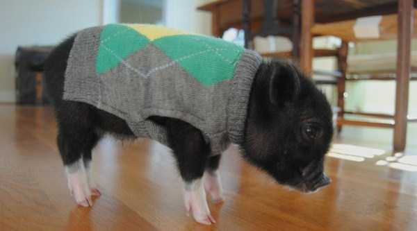 Adorable Animals Wearing Sweaters (35 photos)