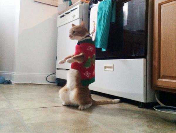 animals in sweaters 29
