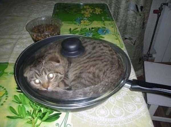 Curious Cats Stuck in Things (44 photos)