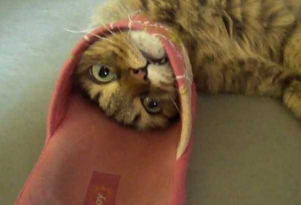 Curious Cats Stuck in Things (44 photos)