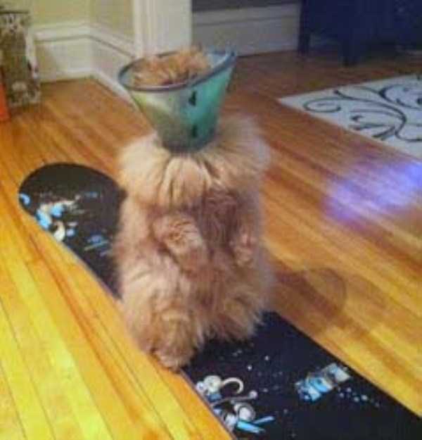 Curious Cats Stuck in Things (44 photos)