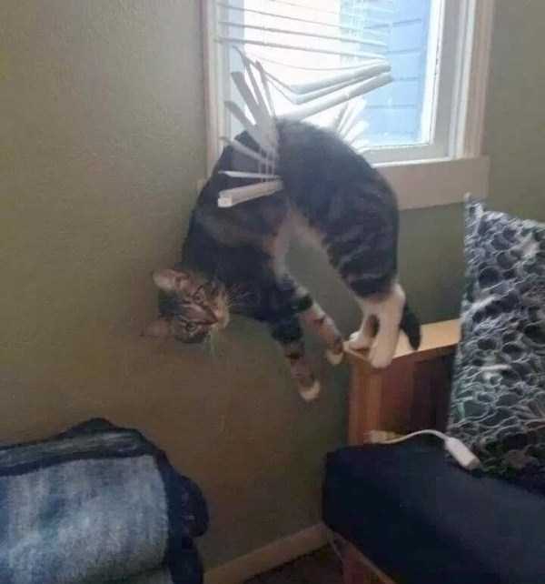 cats stuck in things 20