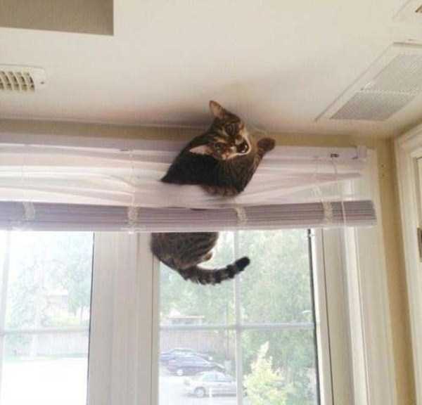 Curious Cats Stuck in Things (44 photos)