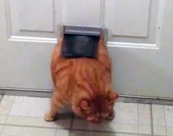 cats stuck in things 32