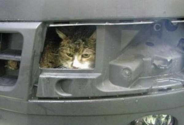 Curious Cats Stuck in Things (44 photos)
