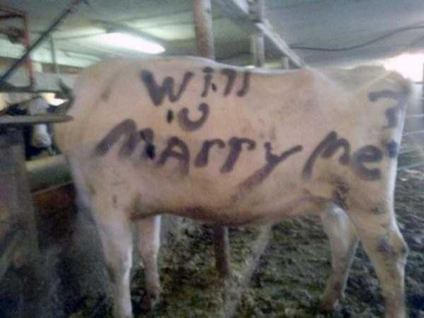 Not So Romantic Marriage Proposals (30 photos)