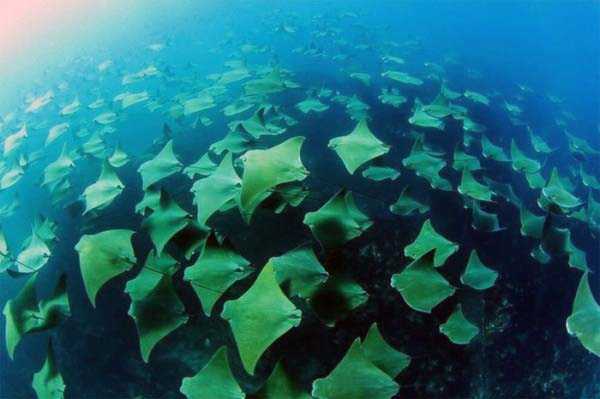 Epic Mass Migration of Stingrays (8 photos)