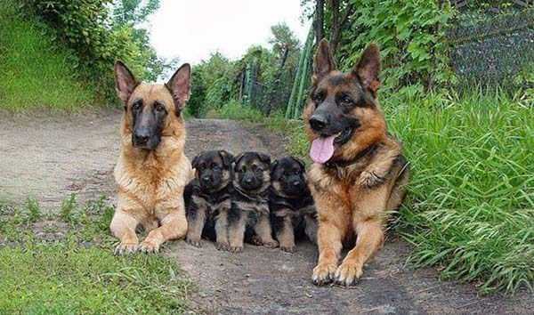 animal family pictures 19 These Animal Family Portraits Will Melt Your Heart For Sure (30 photos)