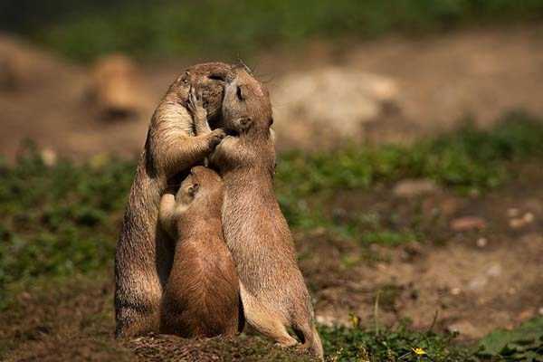 animal family pictures 26 These Animal Family Portraits Will Melt Your Heart For Sure (30 photos)