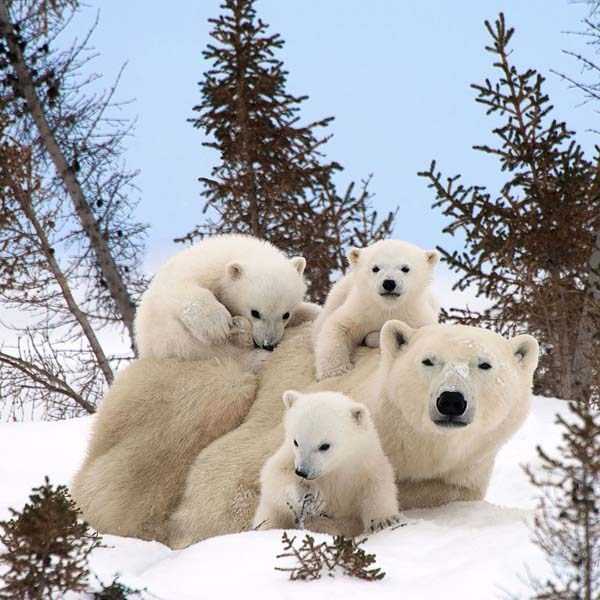 animal family pictures 28