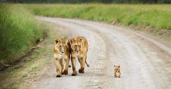 animal family pictures 29