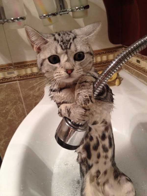 Adorable Photos of Animals Taking a Bath 68 photos 