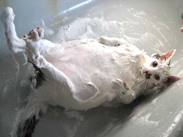 animals taking bath 58