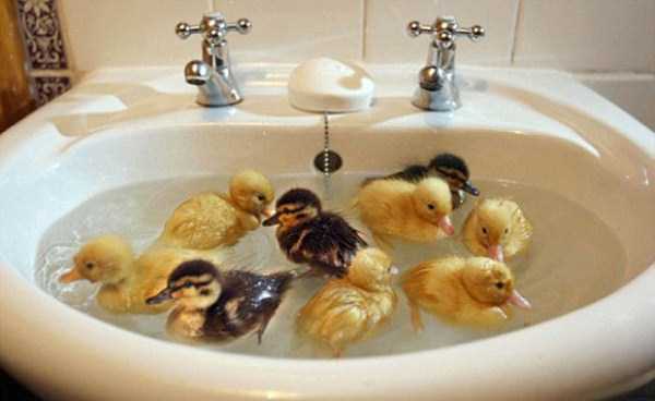 animals taking bath 64