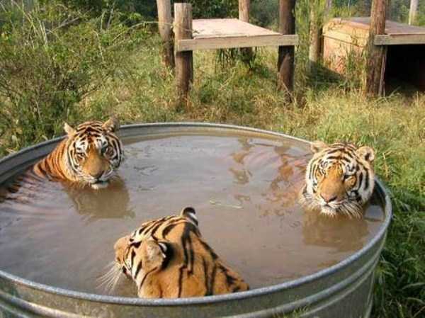 animals taking bath 68