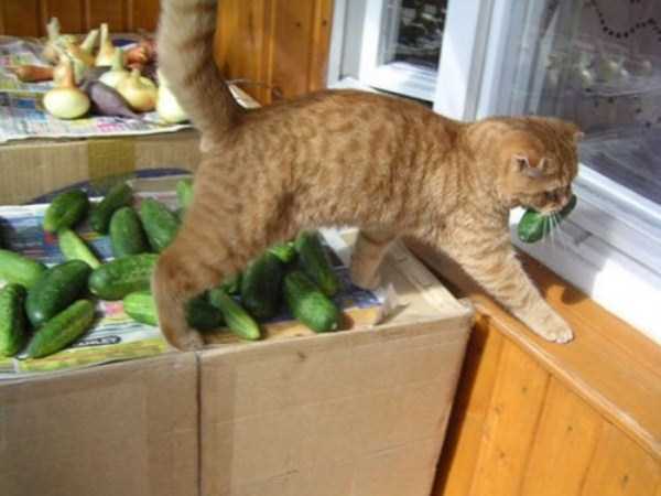 Unwary Cats Caught Stealing (38 photos)
