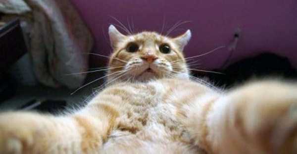 Charming Cats Taking Selfies (38 photos) 14