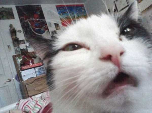 Charming Cats Taking Selfies (38 photos)