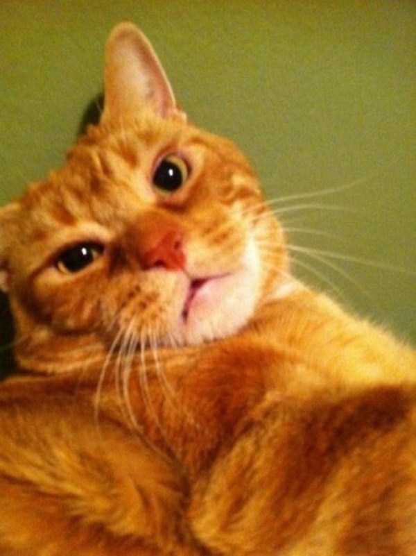 cats selfies 21