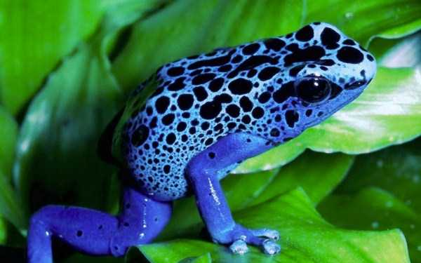 Beautifully Colored Animals (83 photos)