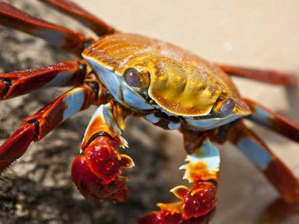Beautifully Colored Animals (83 photos)
