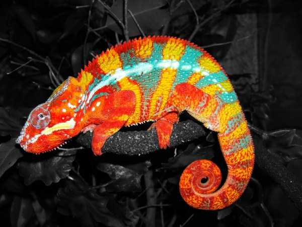 Beautifully Colored Animals (83 photos)