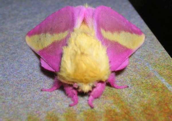 Beautifully Colored Animals (83 photos)
