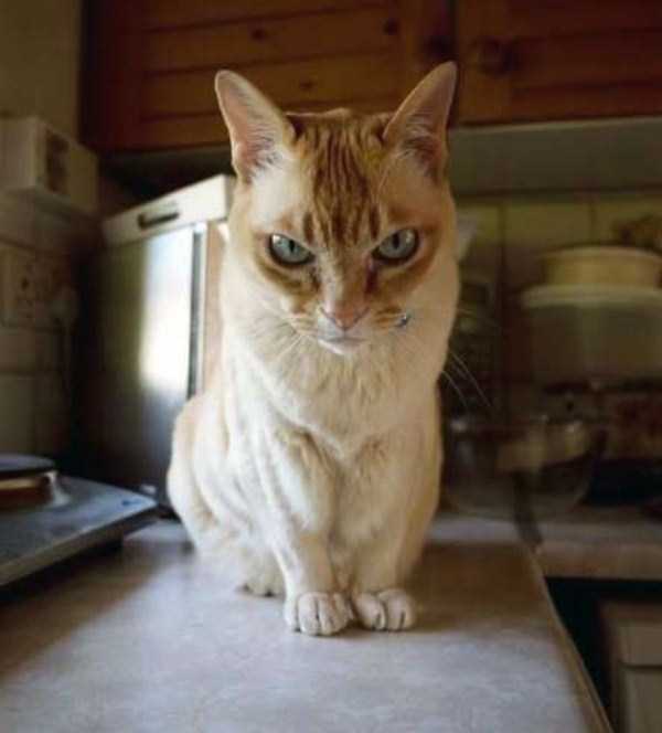Cats That Are the Embodiment of True Evil (42 photos)