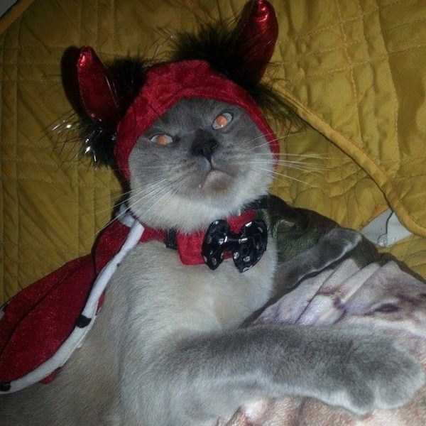 Cats That Are the Embodiment of True Evil (42 photos)
