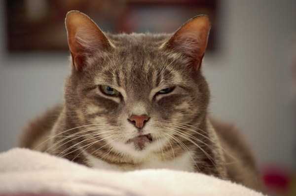Cats That Are the Embodiment of True Evil (42 photos)