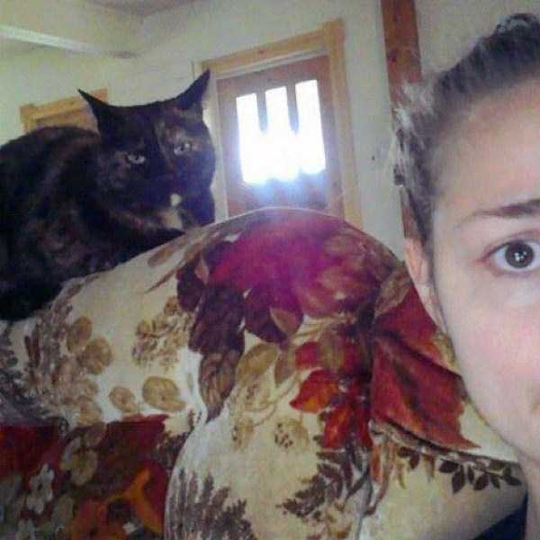 Cats That Are the Embodiment of True Evil (42 photos)