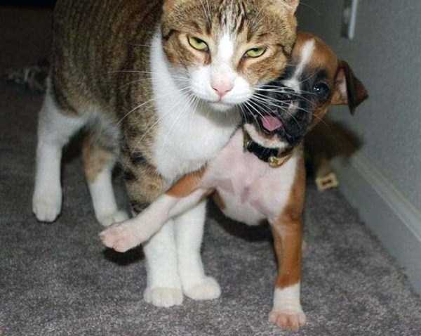 Cats That Are the Embodiment of True Evil (42 photos)
