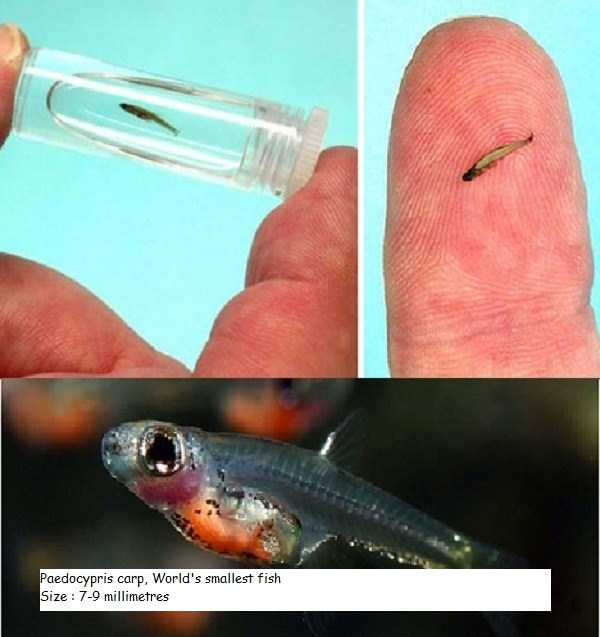 smallest animals in the world 14