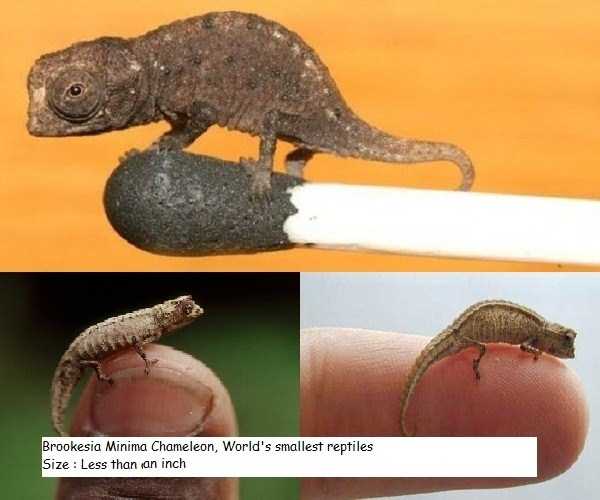 smallest animals in the world 2