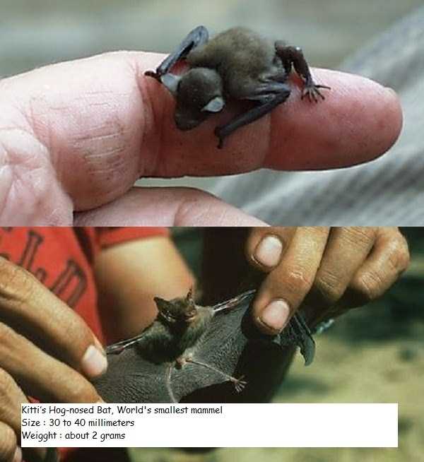 smallest animals in the world 3