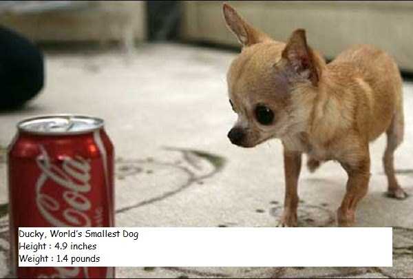 Some of the Worlds Tiniest Animals (15 photos)