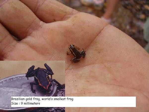 smallest animals in the world 7