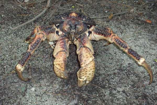 The Most Powerful Crab in the World (28 photos)
