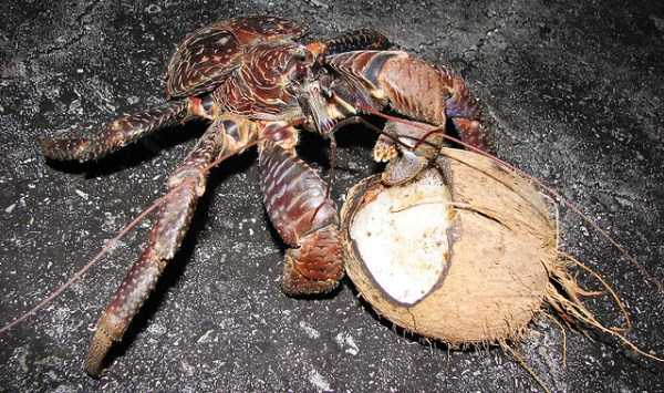 The Most Powerful Crab in the World (28 photos)