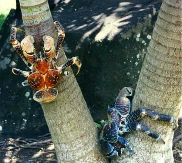 The Most Powerful Crab in the World (28 photos)
