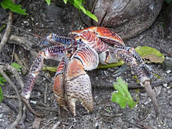 The Most Powerful Crab in the World (28 photos)
