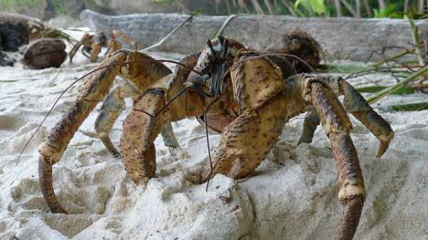 The Most Powerful Crab in the World (28 photos)