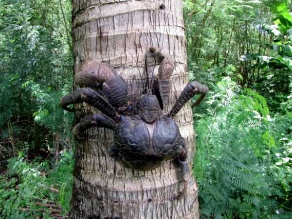 coconut crabs 16
